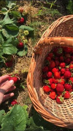 Fruit